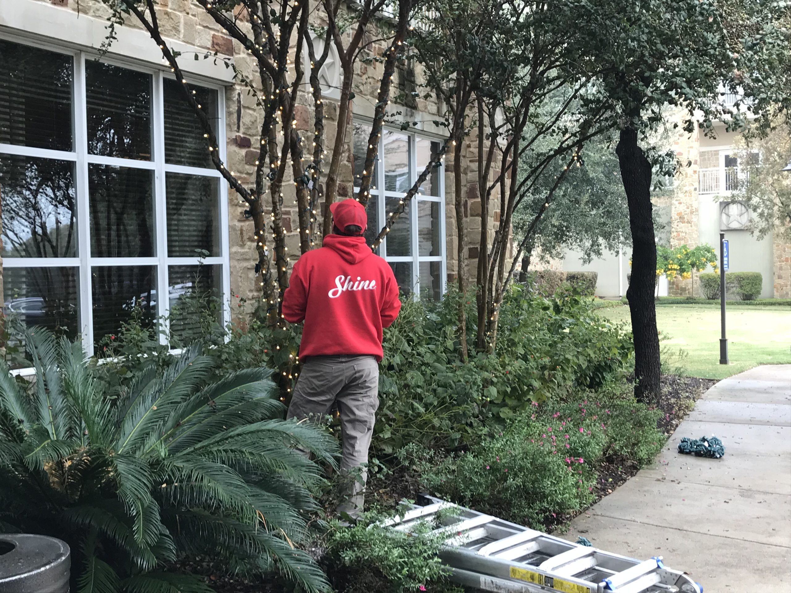 Uniformed Shine employee inspects holiday lighting on a completed tree wrap.