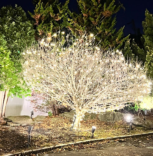 Shine of Long Island holiday tree lighting in Lido Beach area