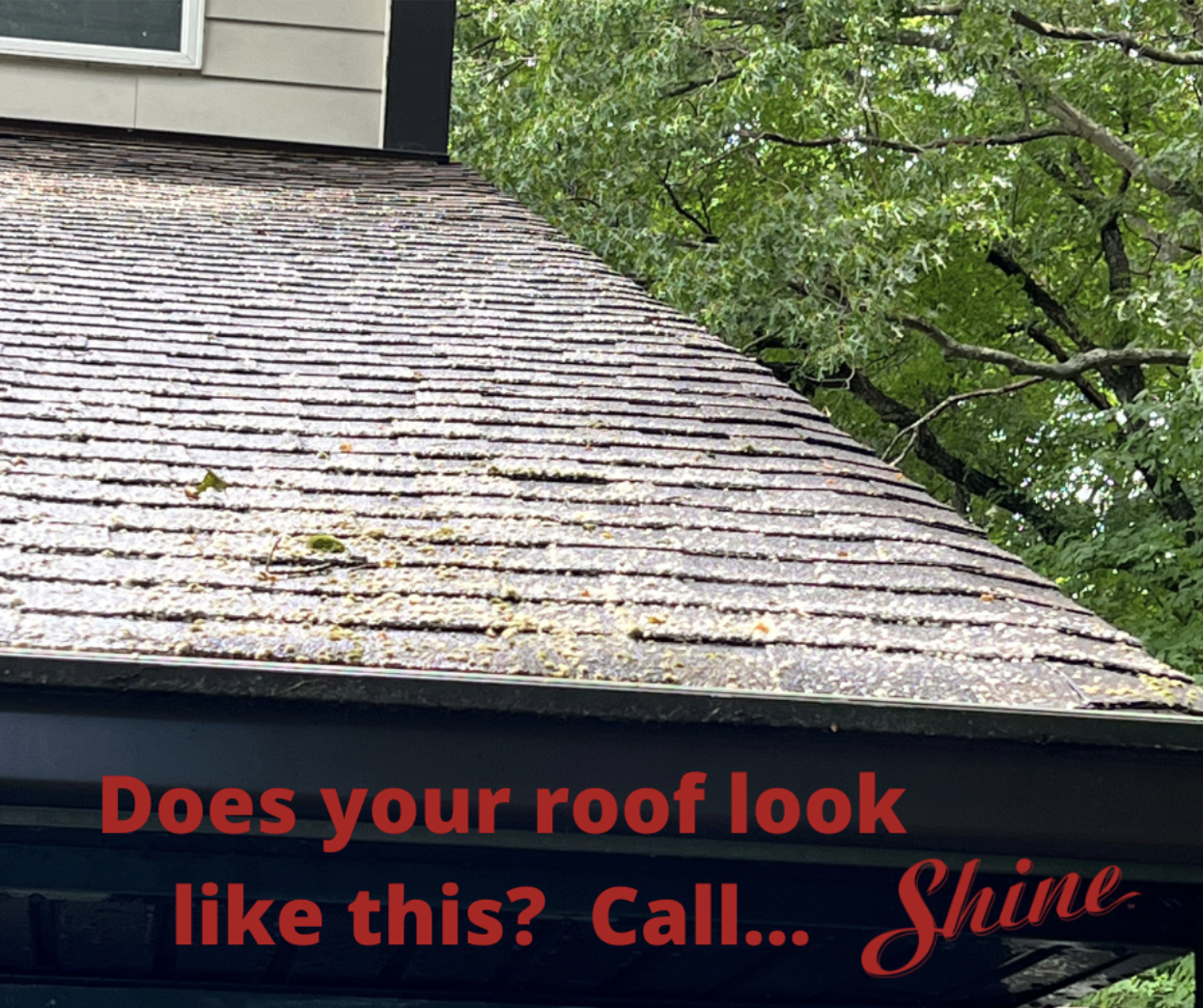 A dirty residential roof covered in thick green moss, algae, and debris, with a