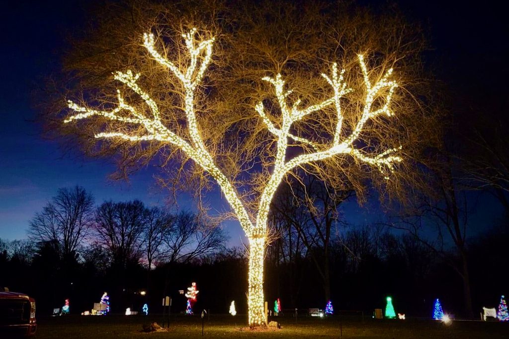 A large bare tree glows with warm white lights against a dark blue night sky, surrounded by