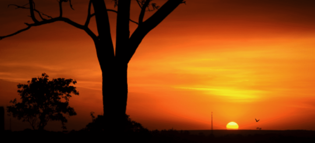 A vibrant orange and yellow sunset silhouettes a large tree and two birds flying near the horizon.