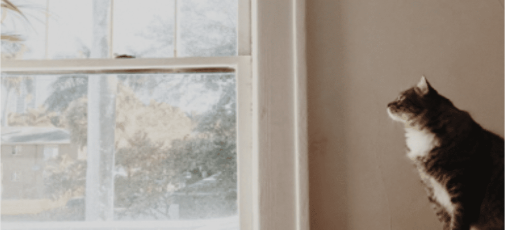 A fluffy brown and white cat gazes out a sunlit window.