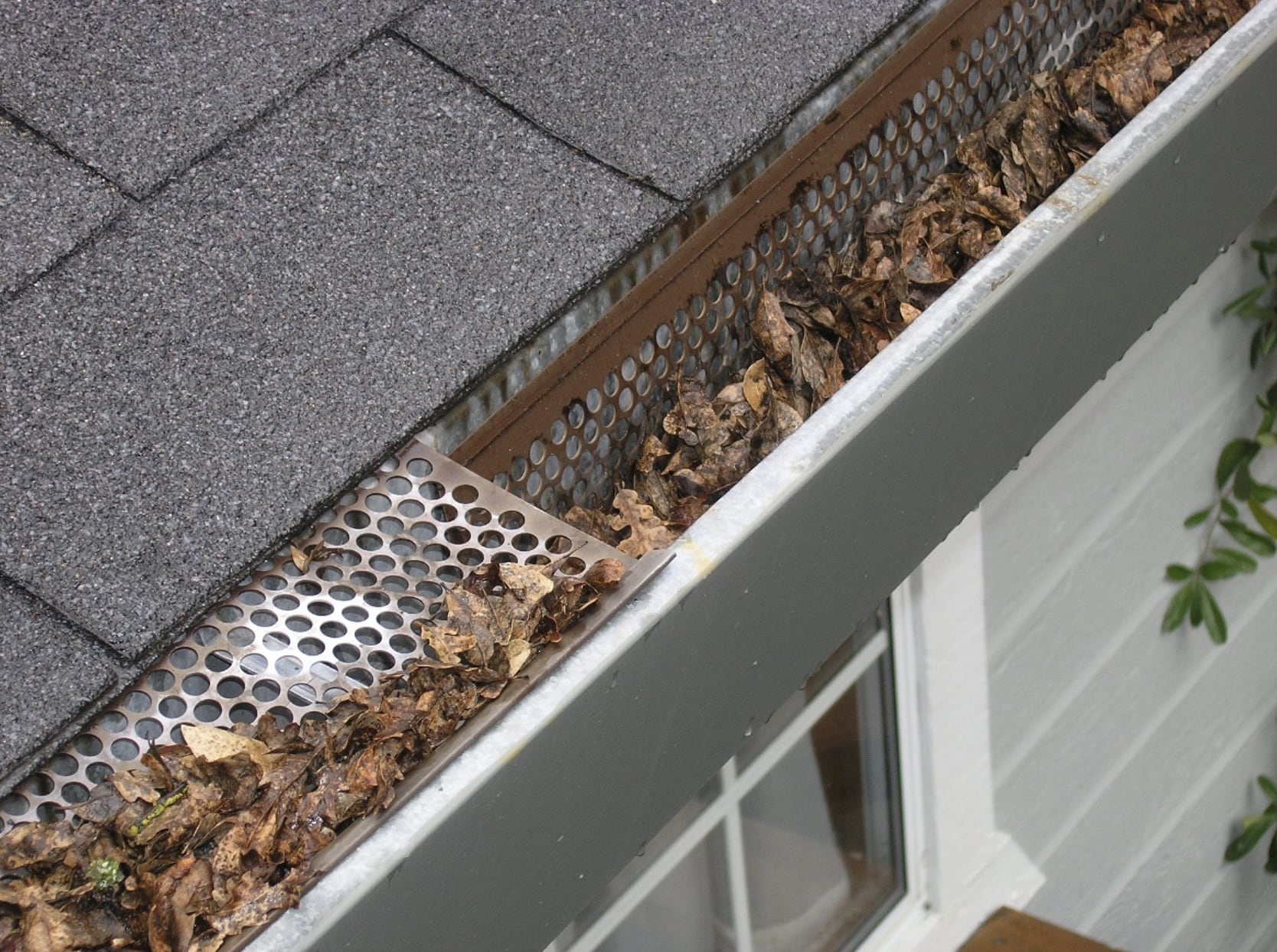 Dry leaves are trapped and clogging a perforated metal gutter guard on a gray shingle roof.