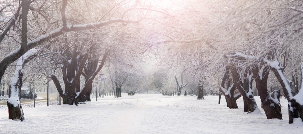 A snowy park scene with frost-covered trees lining a path under a bright, pinkish