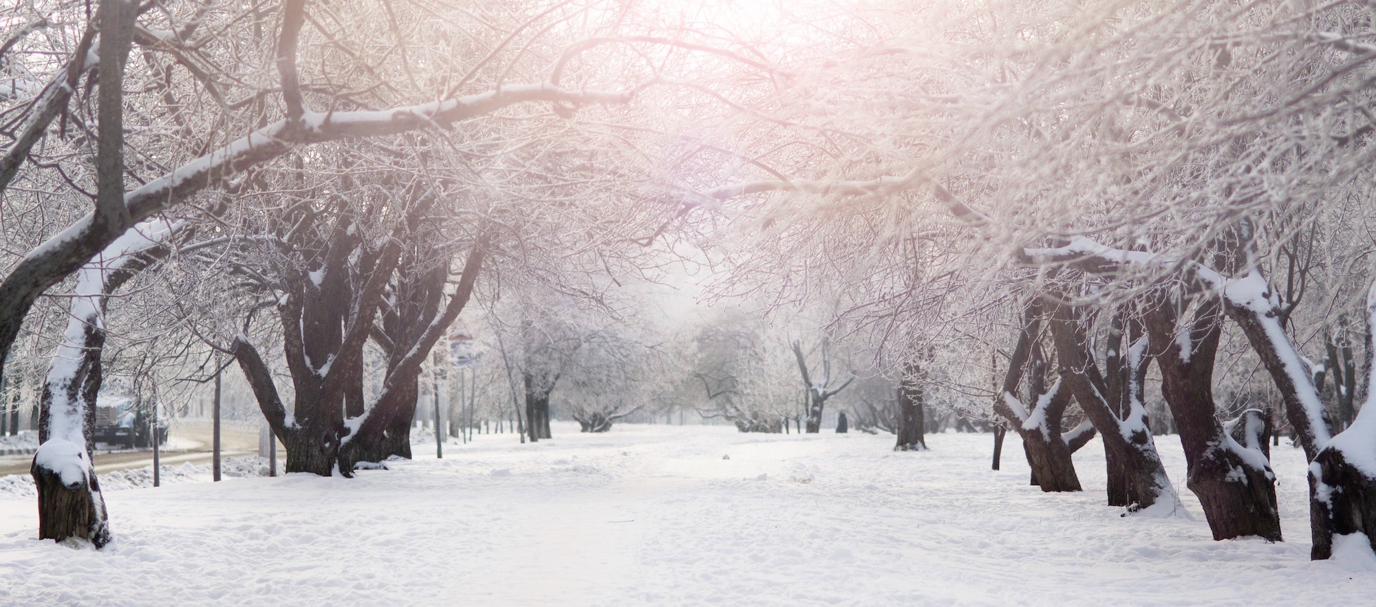 A snowy park scene with frost-covered trees lining a path under a bright, pinkish