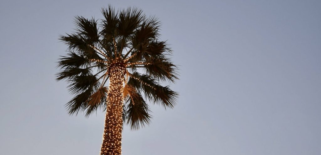 A tall palm tree adorned with warm string lights against a soft blue evening sky.