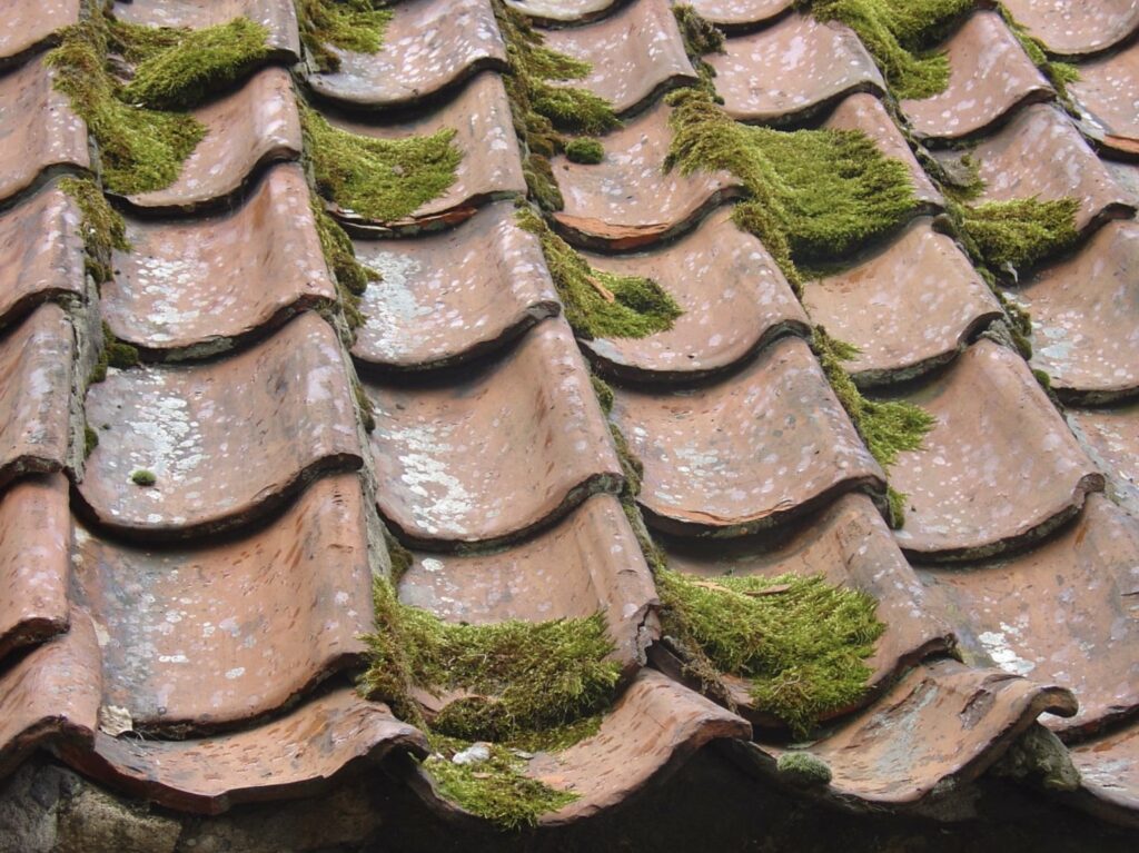 Roof with moss