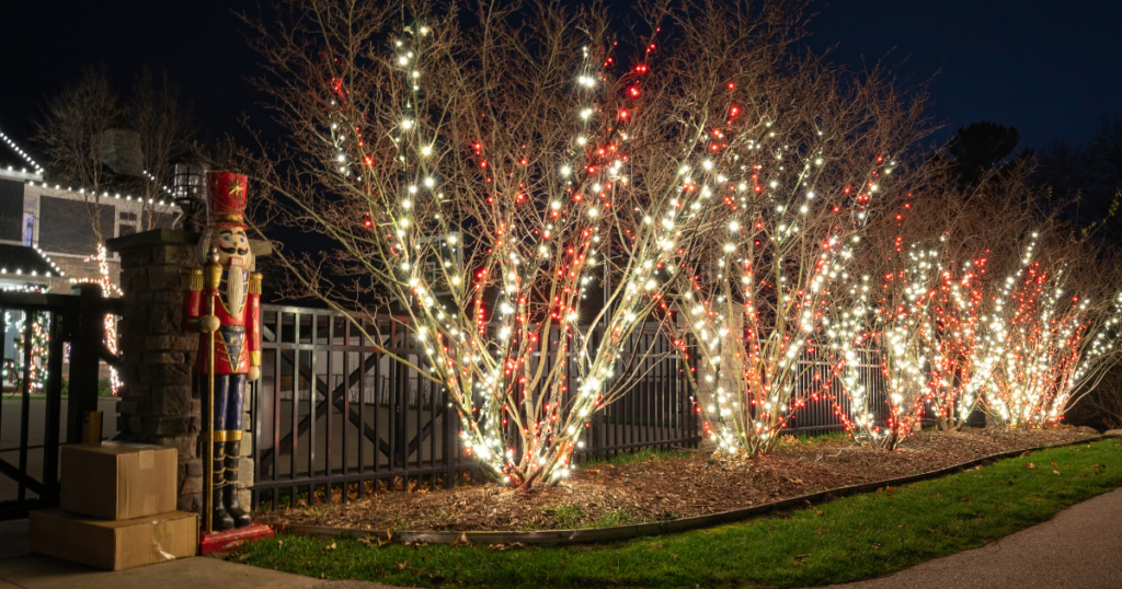 Tree wrapped in christmas and holiday lights by Shine