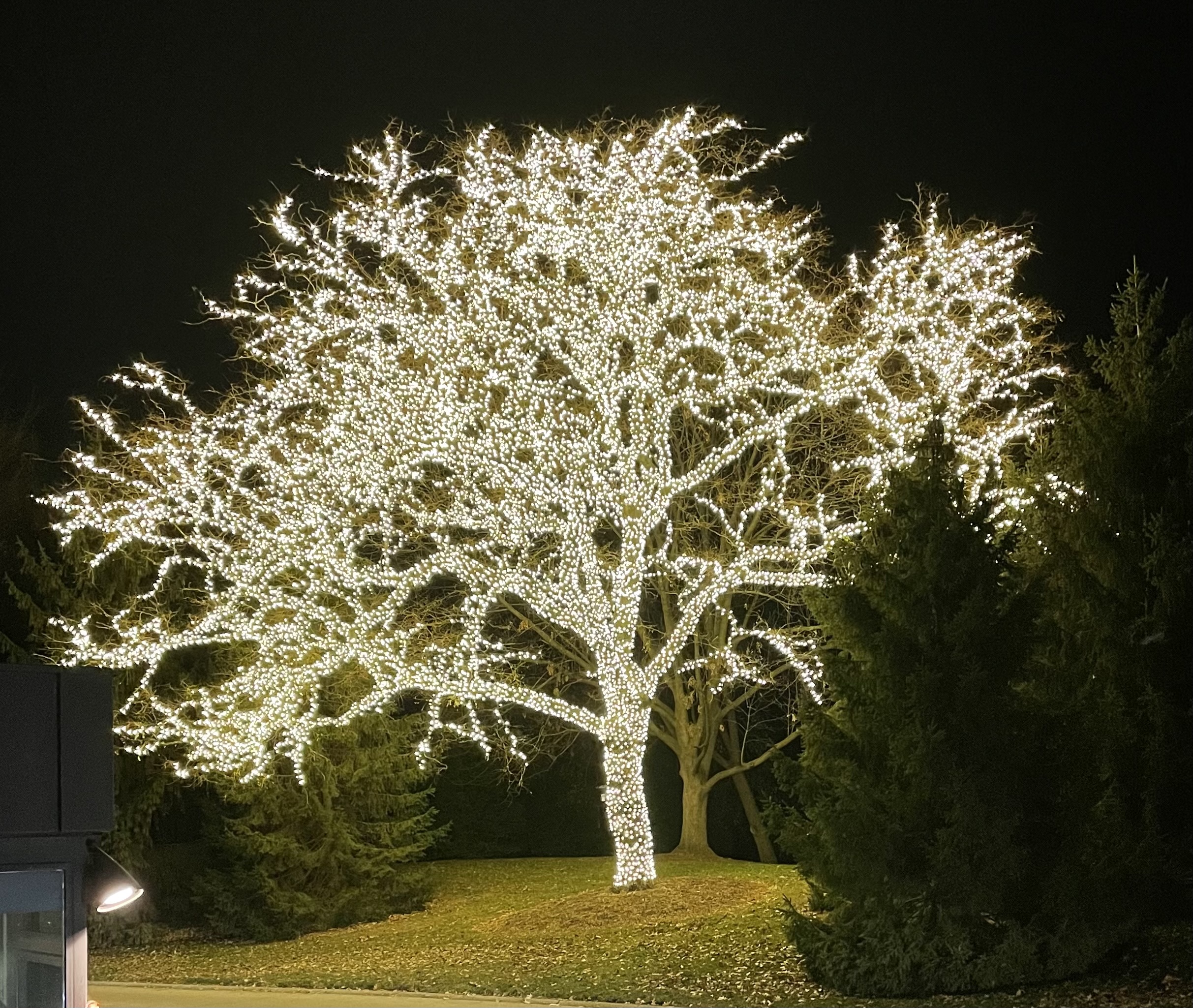 light up tree chicago botanical garden lighscape event