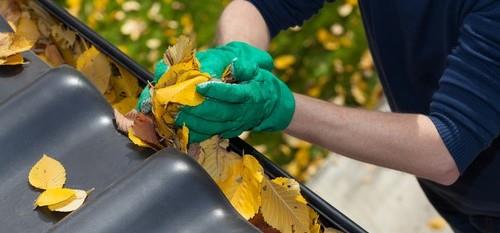 A person wearing green gloves cleans yellow autumn leaves from a dark roof gutter.